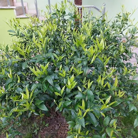 Viluni